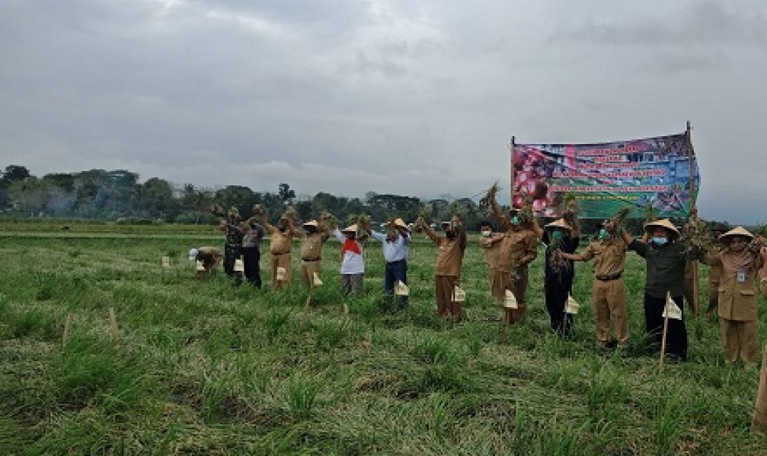 Foto : Panen Raya Bawang Merah di Sentra Srikayangan, Sentolo.