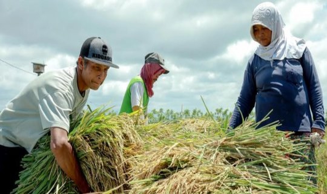 Foto : Kementan Percepatan Diversifikasi Pangan.