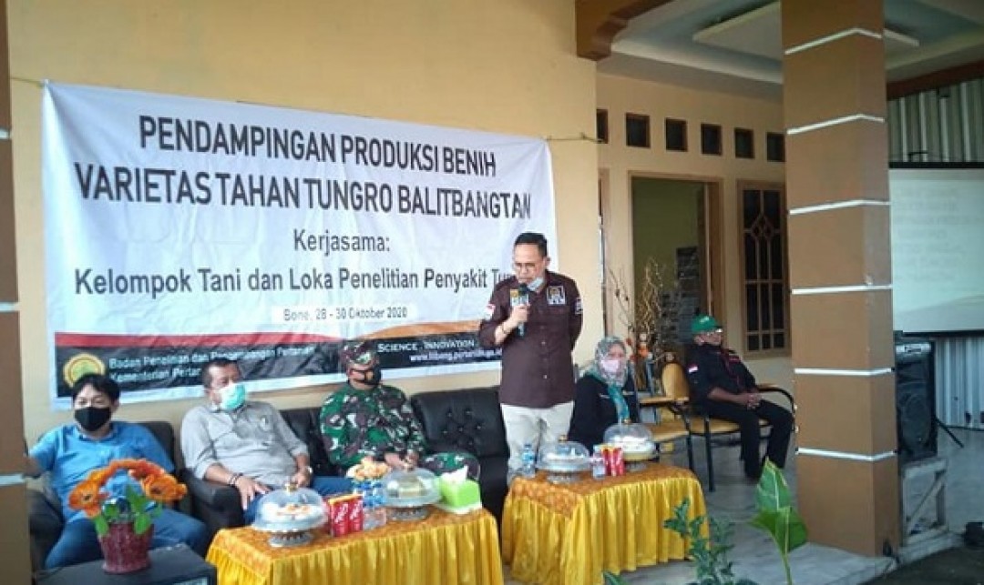 Foto : Pendampingan Produksi Benih Varietas Tahan Tungro di Kabupaten Bone.