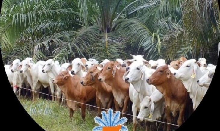 Foto : Program Pengembangan Integrasi Sawit-Sapi.