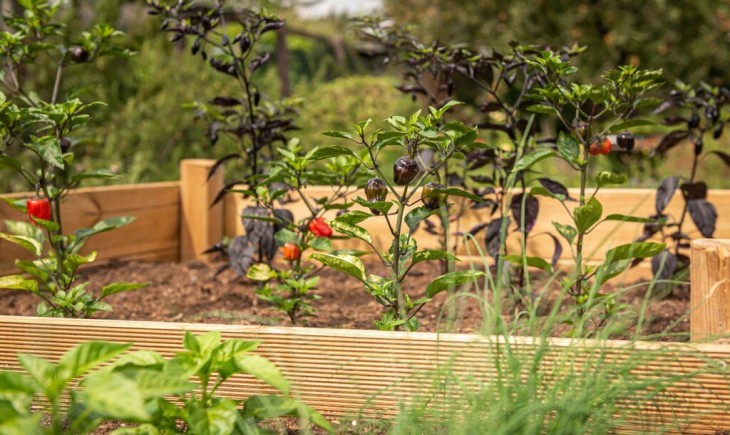 Urban Farming, Solusi Jakarta untuk meningkatkan kesejahteraan dan ketahanan pangan. (Foto : Pixabay)