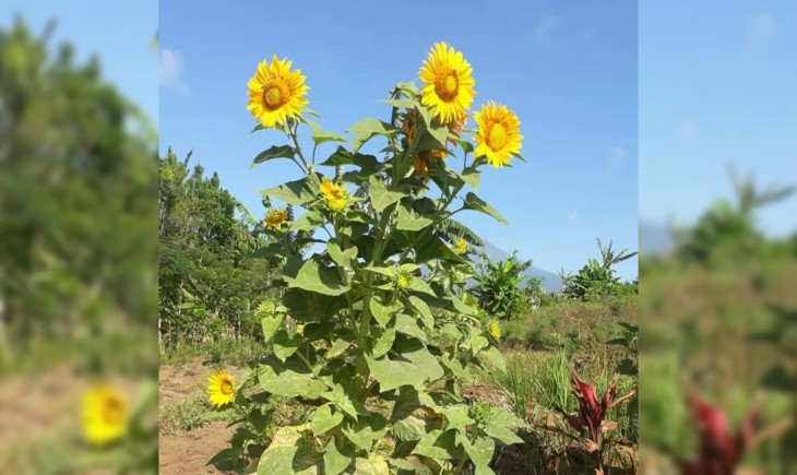 Foto : Kementan Dorong Pengendalian OPT Hortikultura Ramah Lingkungan.