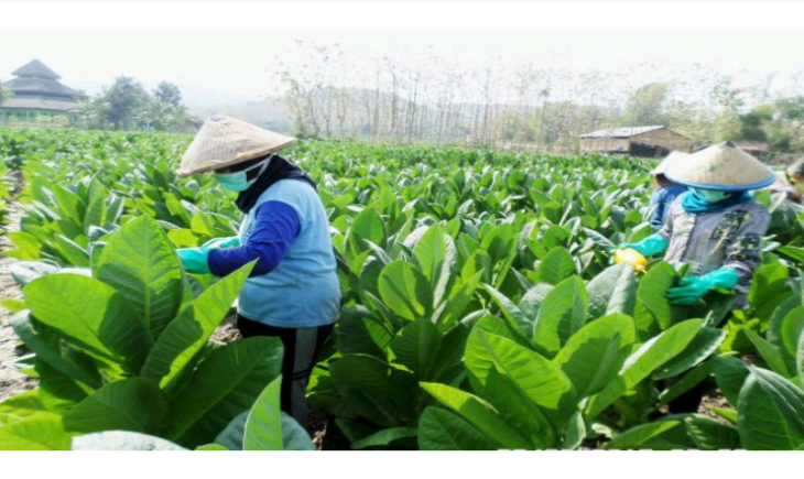 Foto : Petani.