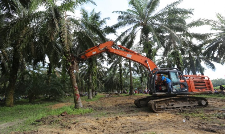 Foto : Tanaman Porang.