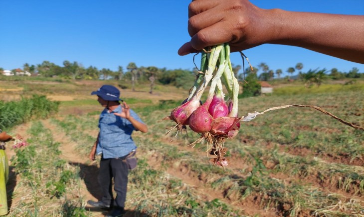 Foto : UPLAND Project Tingkatkan Panen Petani Bawang Merah Rubaru