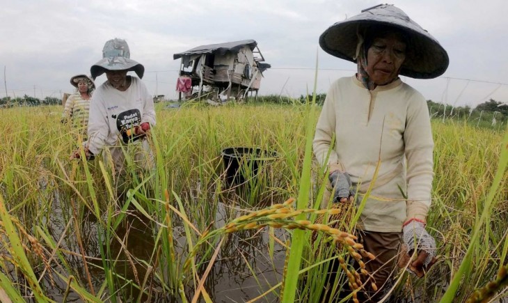 Petani memanen padi di sawah yang terendam banjir luapan Sungai Batanghari di Jambi Timur, Jambi, Ra bu (12/10/2022). Antara Foto/Wahdi Septiawan