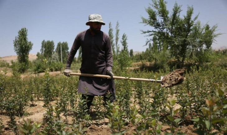 Petani Afghanistan menanam tanaman legal di lahan yang sebelumnya digunakan untuk menanam bunga opium di Provinsi Wardak, Afghanistan, 23 Juni 2025. (Foto : ANTARA/Xinhua/Saifurahman Safi)