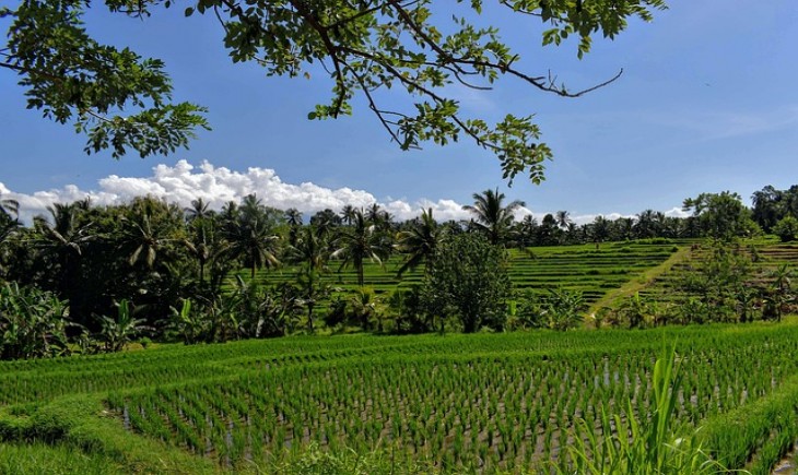 Melalui aturan baru, kewajiban mempertahankan 87 persen lahan sawah tidak lagi dihitung per kabupaten/kota, melainkan di tingkat provinsi. (Foto : Pixabay)