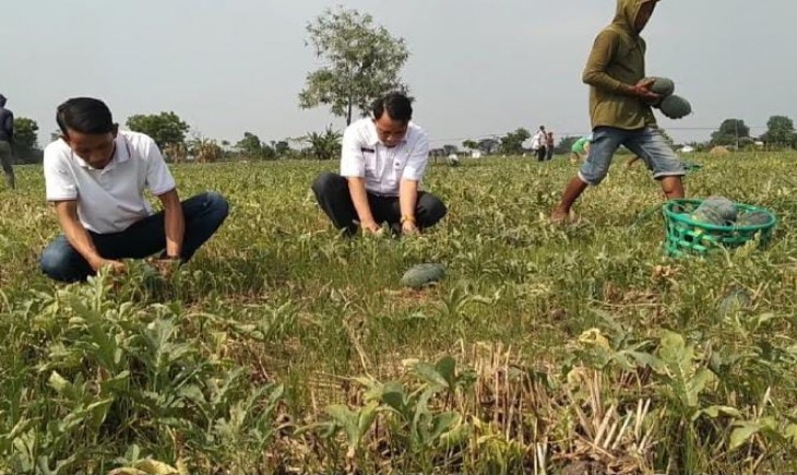 Petani dan Camat Balongpanggang sedang memanen di perkebunan semangka berlokasi di, Kabupaten Gresik (Beritasatu.com)