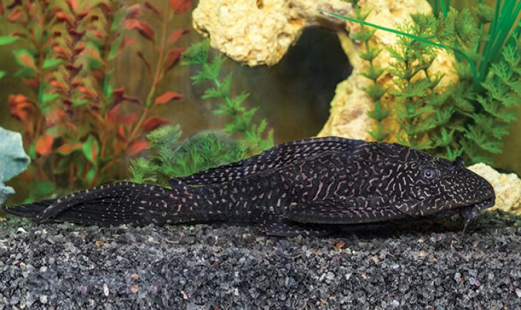 Ikan sapu-sapu, atau yang dikenal dengan nama ikan pembersih. (Foto : Animalium)