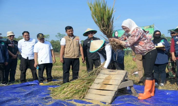 Bupati Purwakarta Anne Ratna Mustika saat panen raya padi. (Diskominfo Purwakarta)