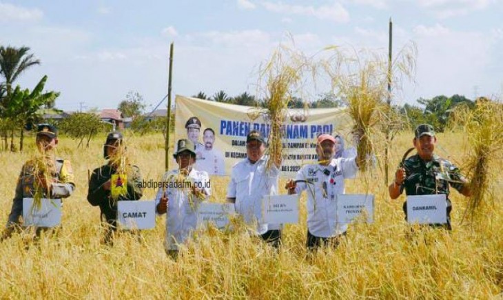 Panen padi di Barito Kuala Kalimantan Selatan (DPKPPROVKALSEL)