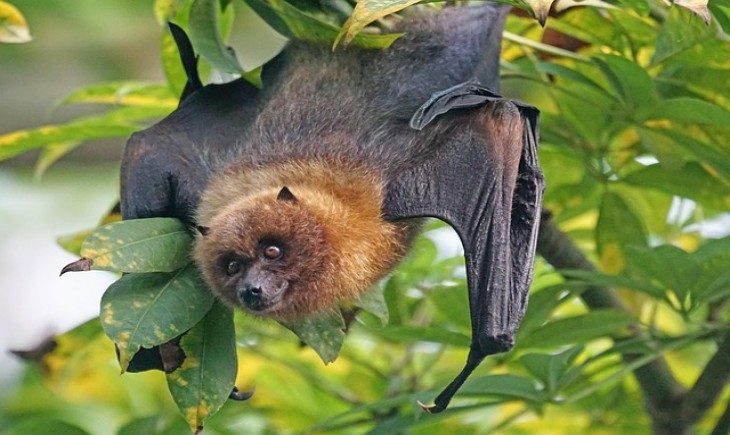Virus nipah menyebar terutama melalui kelelawar buah dan jenis kelelawar lainnya. (Foto : Pixabay)