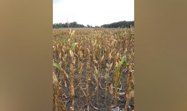 Foto : Produksi Jagung Bahan Industri Pangan.