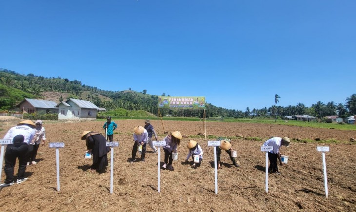 Foto :  Kementan melalui Pusat Pendidkan Pertanian (Pusdiktan) bersama BSIP Gorontalo dan Pemda Gorontalo Utara melakukan penanaman padi gogo dengan varietas inpago 13 fortiz.