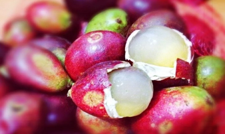 Buah Matoa. (Foto : goodlife)