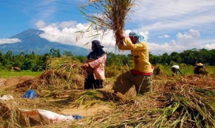 Harga gabah di Kabupaten Sukoharjo lebih tinggi dari pada HET yang ditetapkan Pemerintah. (IST)