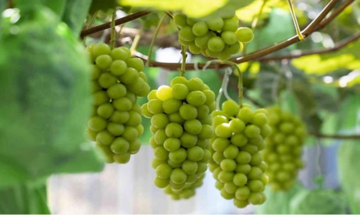 Kemenkes Tanggapi Isu Kontaminasi Pestisida pada Anggur Shine Muscat. (Foto : Happyharvest)