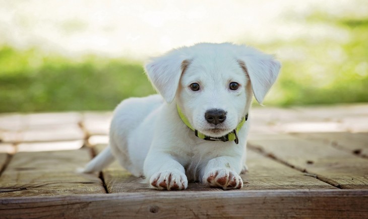 Ilustrasi anjing (Pixabay)