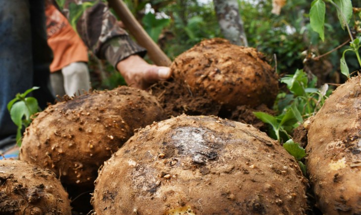 Foto : Porang. Sumber Foto : Media Indonesia