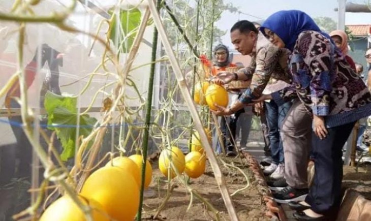 Wali Kota Surabaya Eri Cahyadi memanen ratusan golden melon dan sayur-mayur dilakukan di RW 04 Kelurahan Medokan Ayu (jawapos.com)