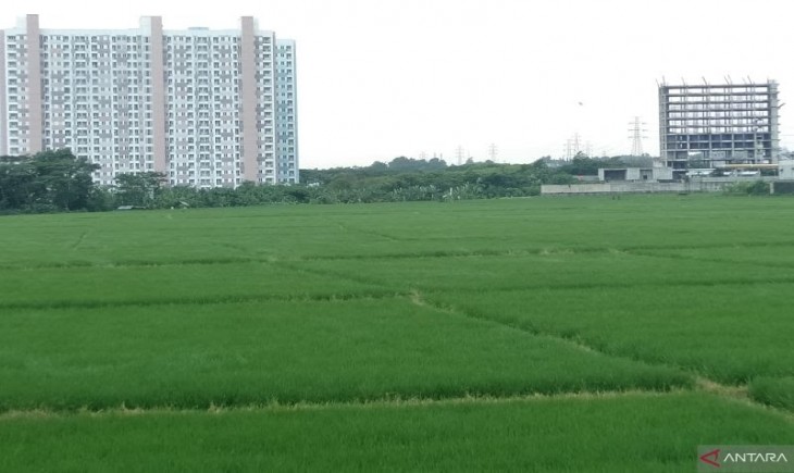 Ilustrasi areal sawah, Indonesia ingin seperti Jepang agar produktifitas meningkat (ANTARA/Ali Khumaini/)
