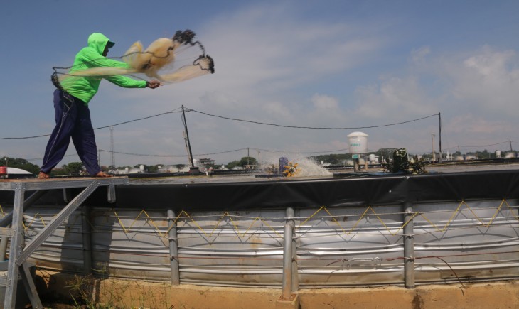 Foto : Tambak Milenial Jepara Berhasil Lakukan Panen Parsial Pertama. Sumber Foto : kkp.go.id.
