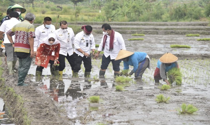 Foto : Salah Kunci Keberhasilan Pertanaman Padi, Khususnya 4 Kali Setahun (IP400) Yakni Ada Pada Penggunaan Benih.