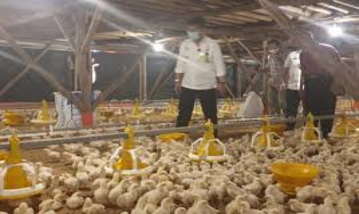 Foto : Menteri Pertanian Syahrul Yasin Limpo Melakukan Kunjungan Kerja ke Peternakan Ayam Broiler di Kecamatan Cibungbulang Kabupaten Bogor.