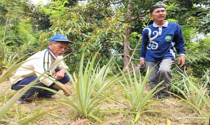 Kabupaten Bulungan memiliki potensi besar pengembangan nanas dan pisang. (Dok. Kementan)