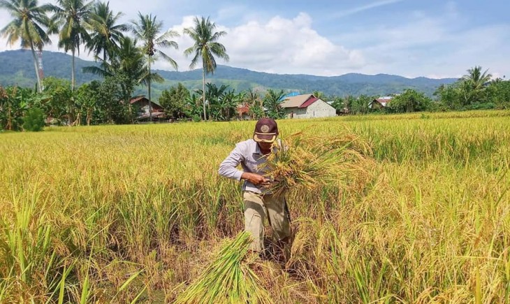 Foto : Panen Padi di Kecamatan Kulawi Selatan.