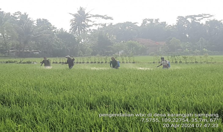 Gerakan Pengendalian Wereng di Desa Karangjati, Kecamatan Sampang, Kabupaten Cilacap, Sabtu (20/4/2024). (Foto: Dok. Kementan)