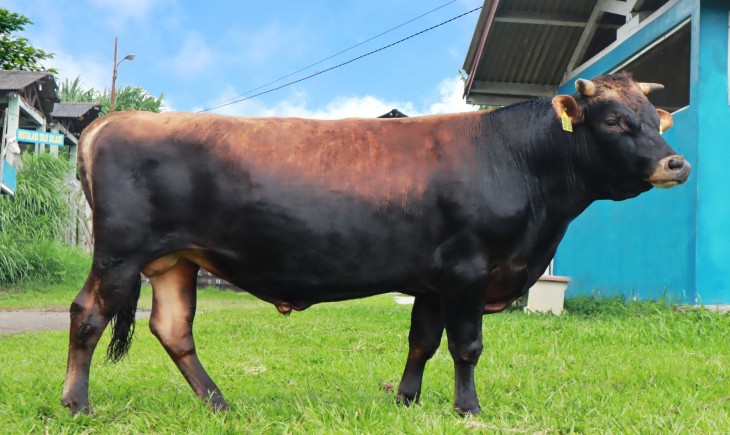 Foto : Kementan Lauching Sapi Jersey di BBIB Singosari.