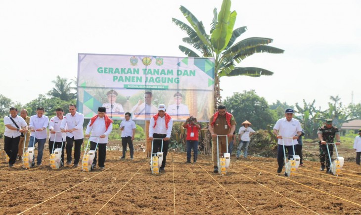 Mentan Amran didampingi Walikota Medan, Bobby Afif Nasution, melakukan panen dan tanam jagung di Kota Medan. (Foto: Dok. Kementan)