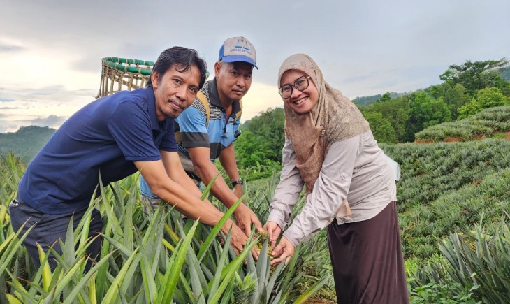 Kementan Dorong Nanas Menjadi Komoditas Ekspor Dari Sulawesi Selatan. (Dok. Kementan)
