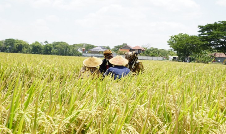 Foto : Ilustrasi Petani.