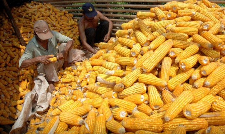 Foto : Ilustrasi Petani Jagung. Sumber Foto : FIN.CO.ID