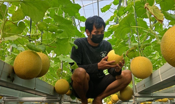 Petani milenial di Bogor memanen buah melon Inthanon. (FOTO : Nicko/PanganNews.id)
