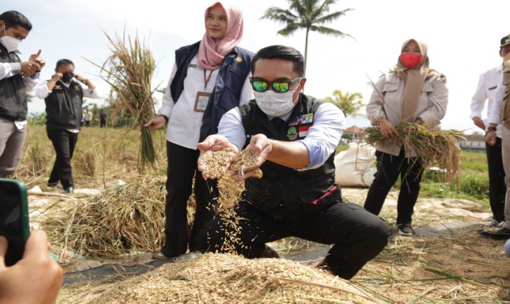 Foto : Kenaikan Harga Gabah Berdampak Terhadap Kesejahteraan Petani.