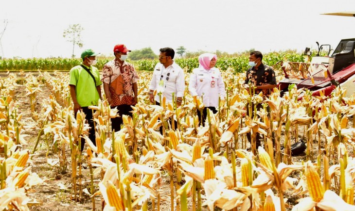 Foto : Panen Jagung Nusantara Serempak Bersama 130 Kabupaten.