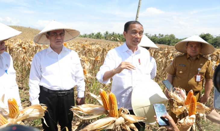 Presiden Jokowi bersama Mentan Andi Amran Sulaiman meninjau jalannya panen raya jagung di Desa Kotaraja, Kecamatan Dulupi, Kabupaten Boalemo, Provinsi Gorontalo. (Foto: Dok. Kementan)