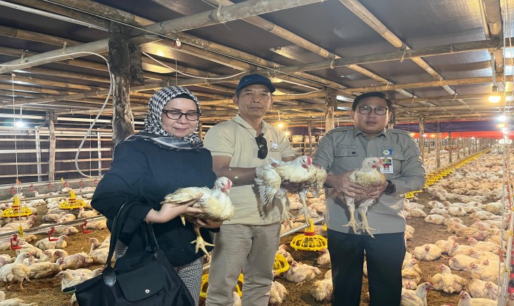 Upaya Stabilkan Harga Ayam Hidup, Kementan Pantau Serapan Ayam Besar oleh Perusahaan Integrator dan Pabrik Pakan. (Foto: dok. Kementan)