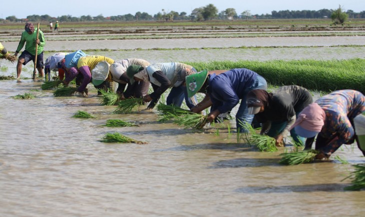 Foto : Petani percepat tanam. Sumber Foto : Mediaindonesia.com