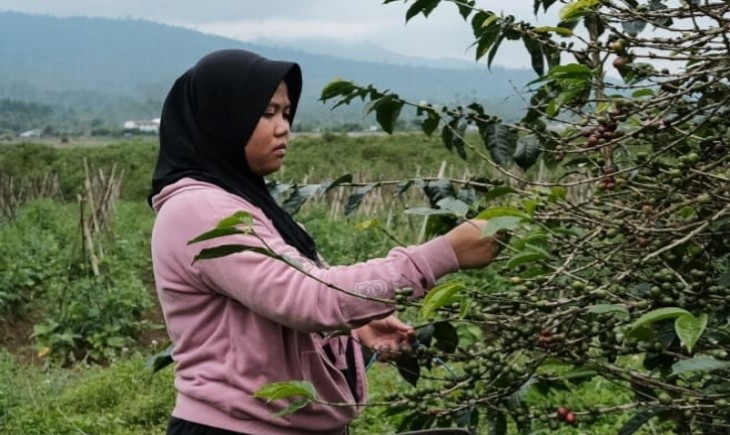 Petani kopi di Desa Ibun Bandung, tengah memanen kopi. (radarbandung)