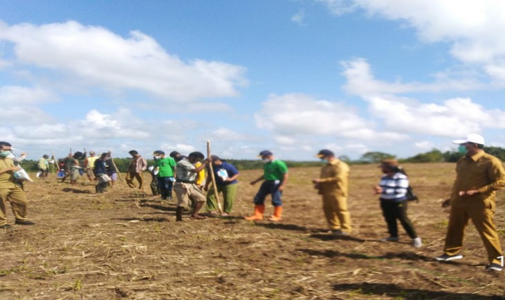 Foto : Penanaman Perdana Tanaman Jagung di Lokasi Food Estate, Sumba Tengah.