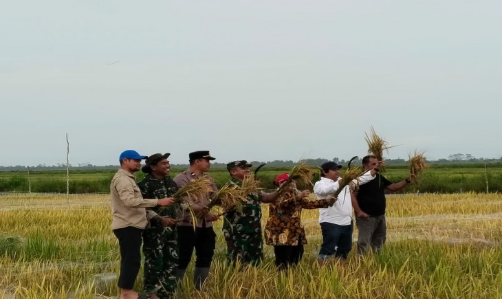 panen raya perdana di lahan sawah ekstensifikasi (cetak sawah baru) yang dikembangkan Kementerian Pertanian dalam beberapa tahun terakhir. (Foto: Dok. Kementan)