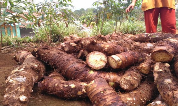 Foto : Talas Beneng. Sumber Foto : BantenNews.co.id