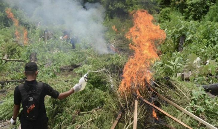 Sepanjang 2025, Polres Gayo Lues musnahkan 58 hektare ladang Ganja. (Foto : Ilustrasi/ANTARA FOTO/AMPELSA)