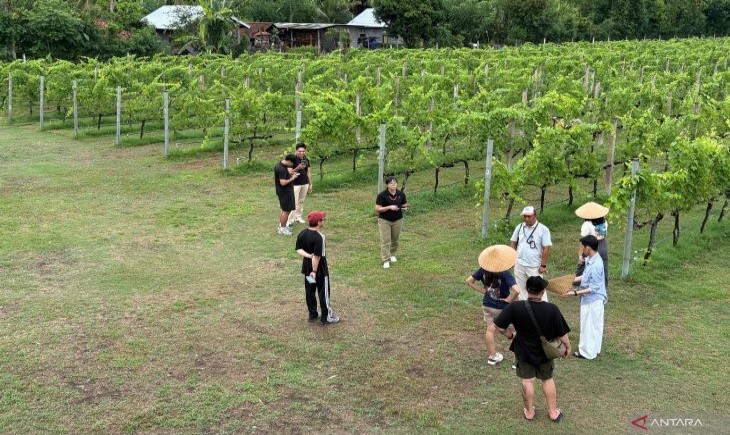 Wisatawan mencoba tur berkeliling perkebunan anggur milik Hatten Wines Vineyard yang berada di Jalan Seririt-Gilimanuk, Sanggalangit, Bali. (Foto : ANTARA)
