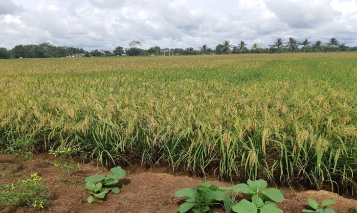 Foto :  Inpari 42 Banyak ditanam di Area Food Estate Kalimantan Tengah.